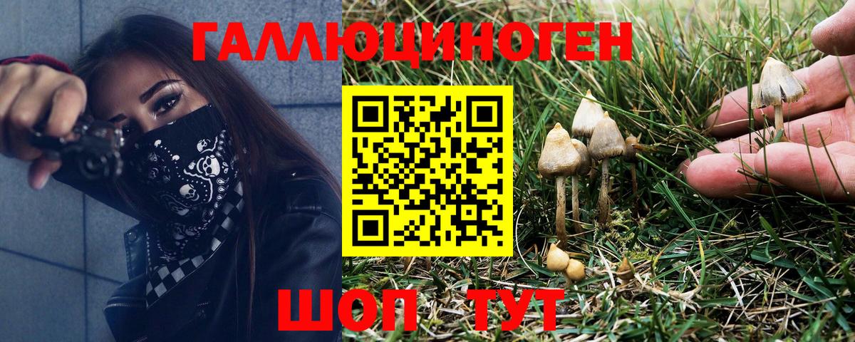 купить наркотик  Вход с VPN  Александров  Псилоцибиновые грибы мицелий  Галлюциногенные грибы Psilocybine cubensis 